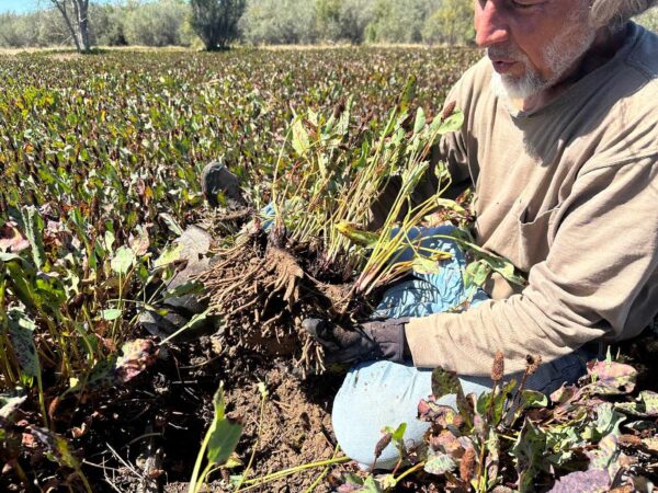 Richard harvesting Yerba Mansa roots