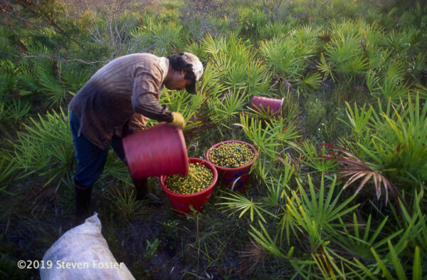 Early morning berry-picking before midday heat. Photo by Steven Foster.