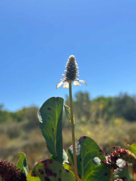 Yerba mansa flower