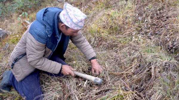 Wild harvesting jatamansi in Nepal