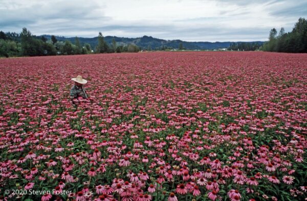 Person harvesting echinacea, Growers