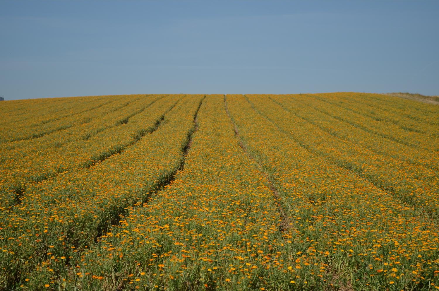Calendula fields at Agrimed, Germany