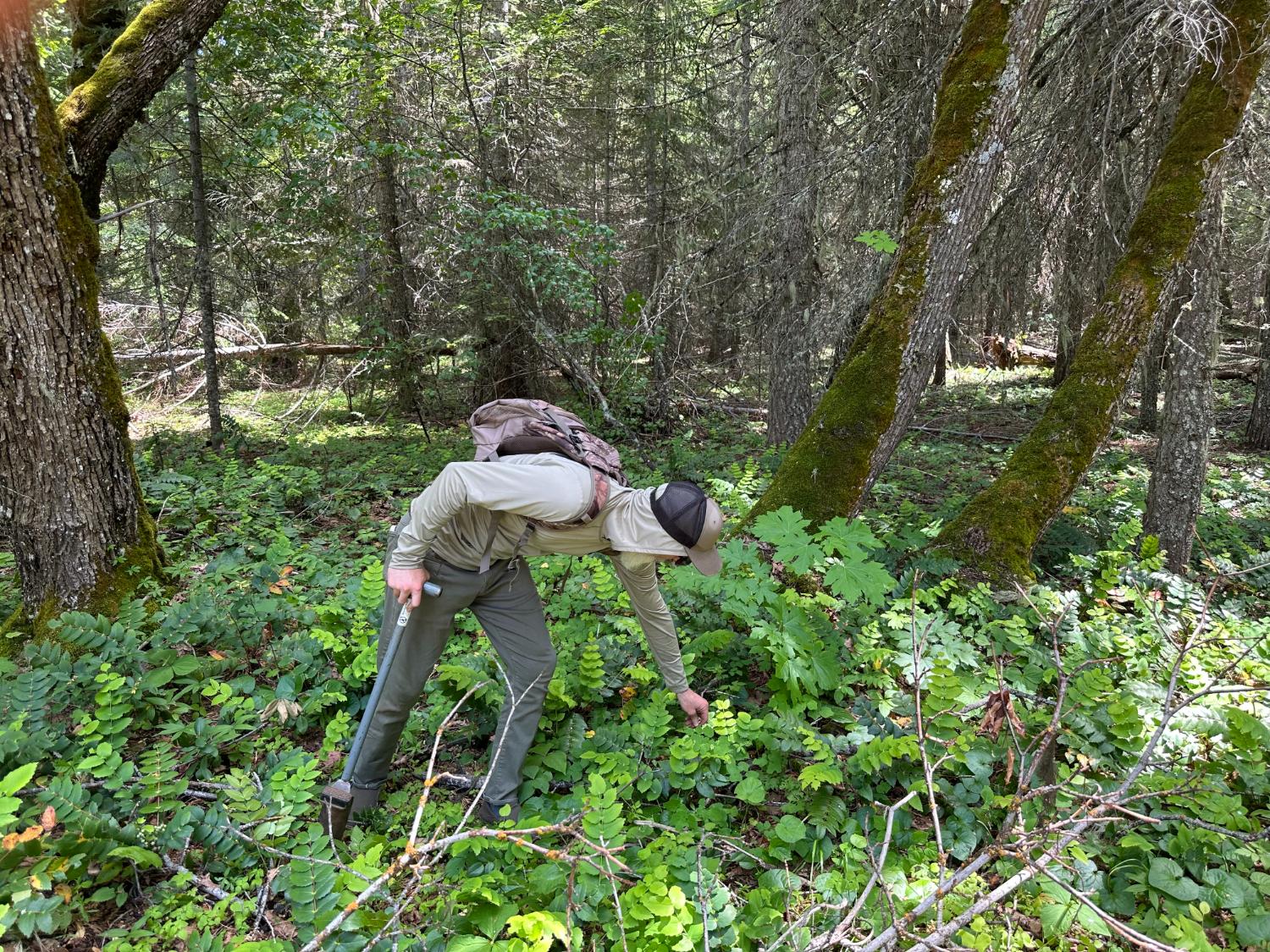Tyler harvesting oregon grape root