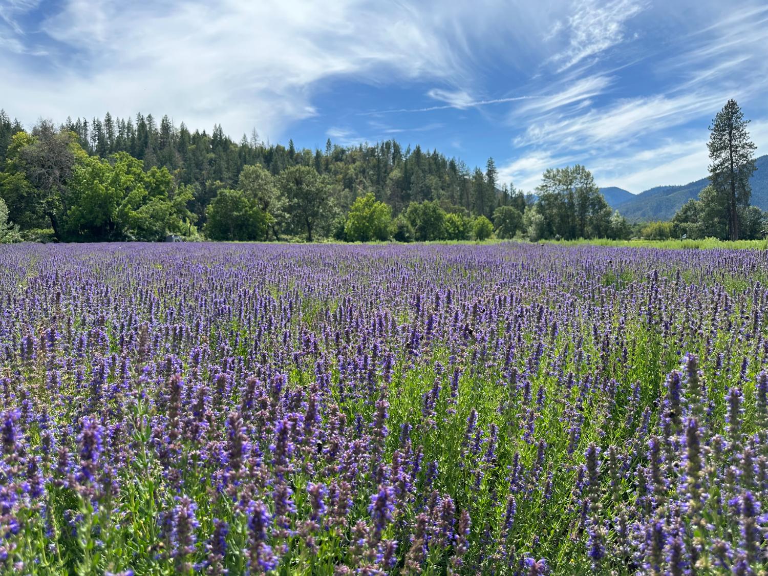family owned farms, growers