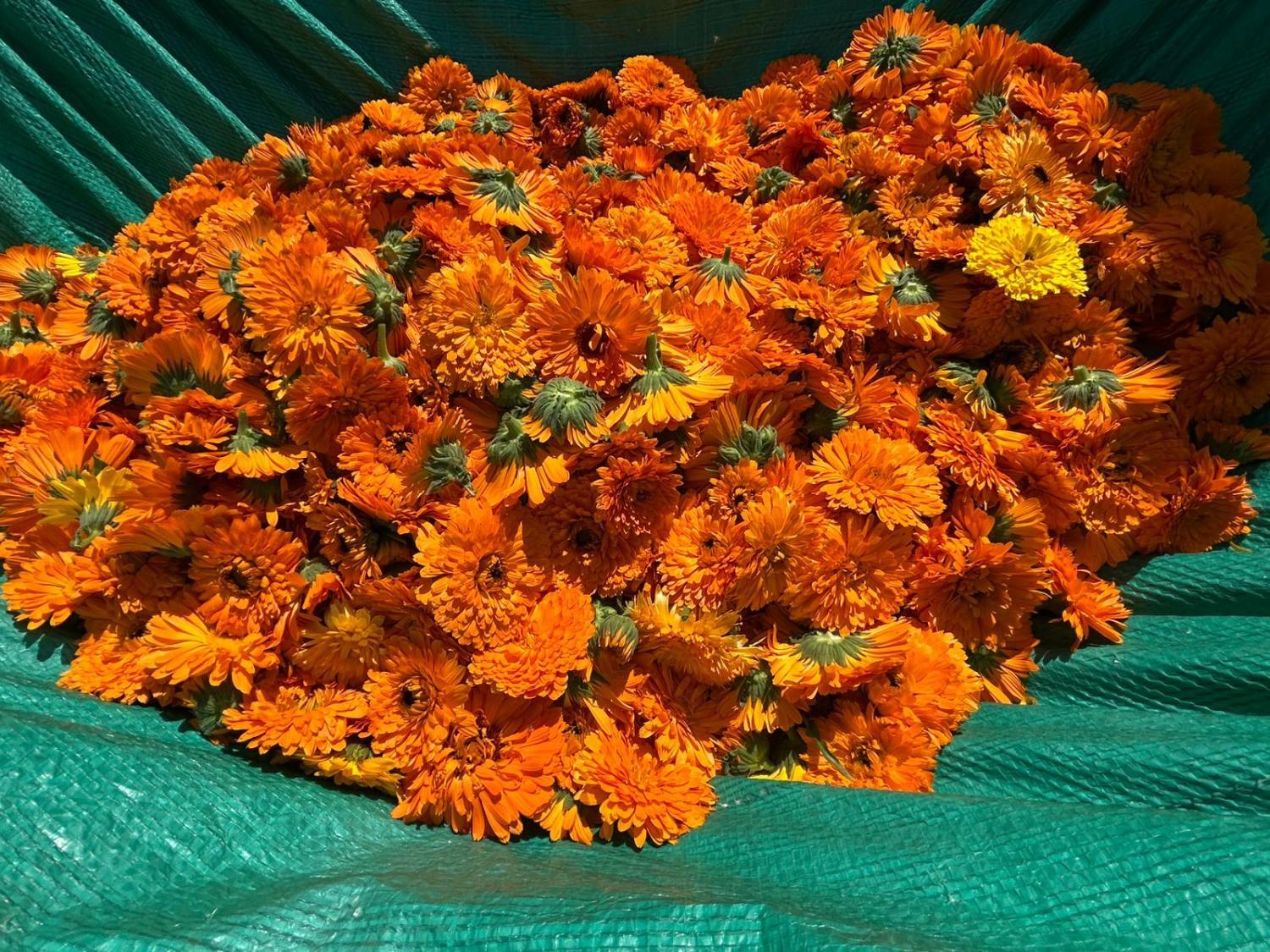 Calendula flowers at Oshala Farm