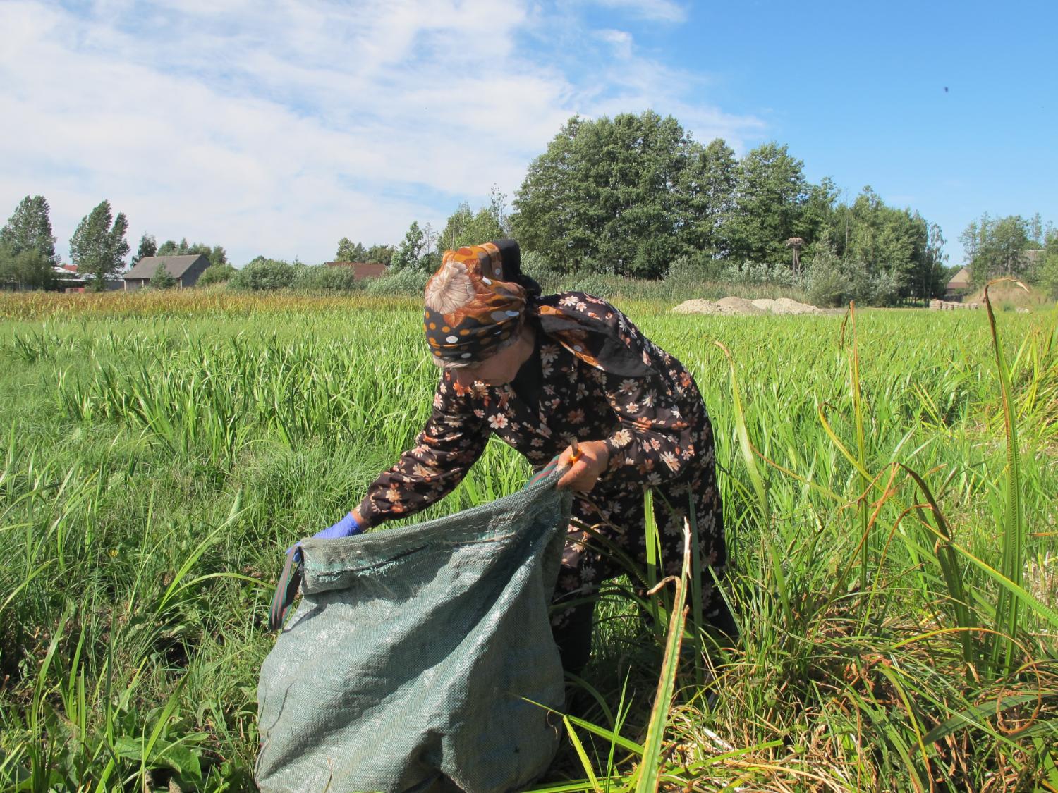 wild harvesting in Poland