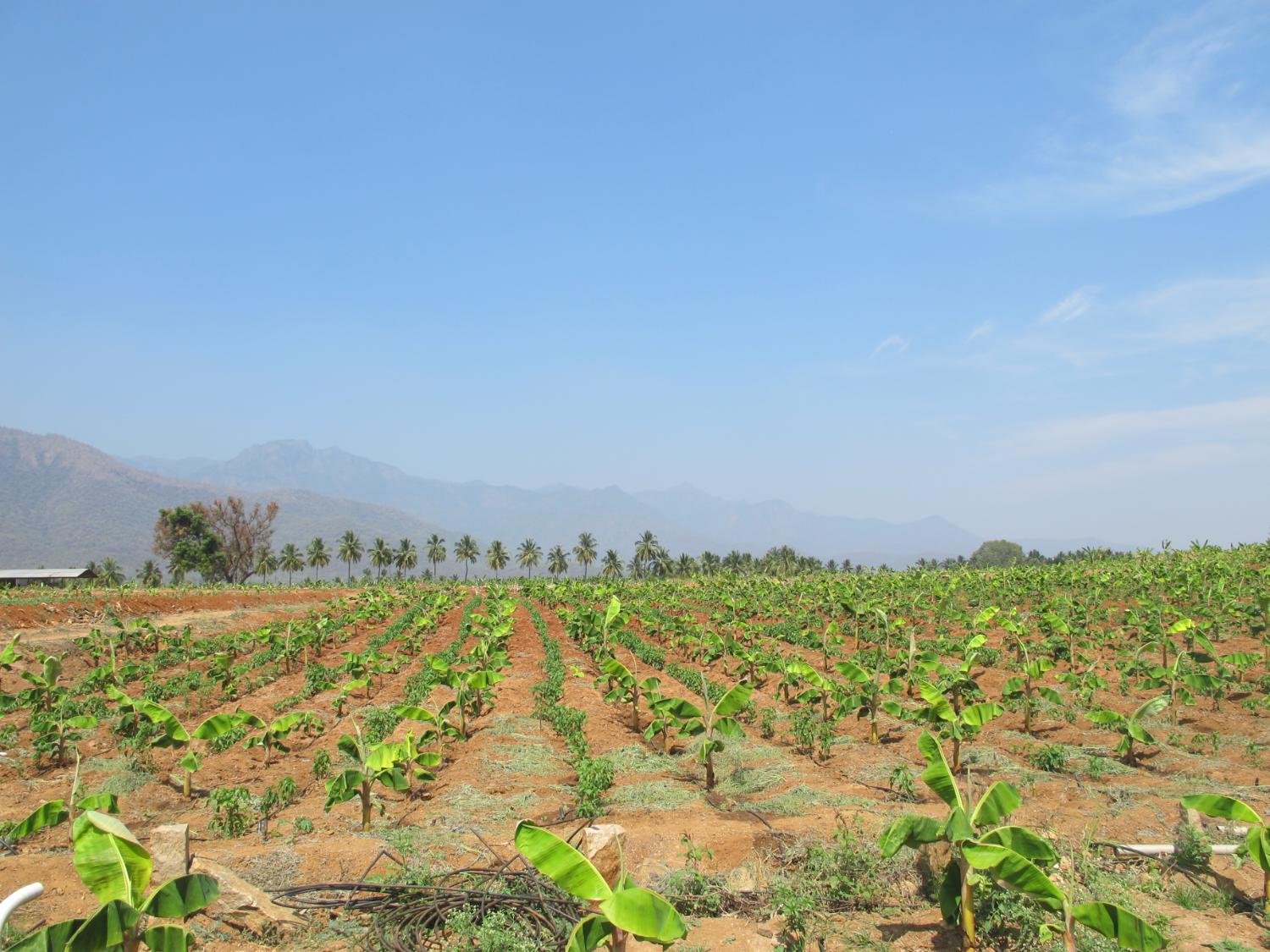 senna fields in India