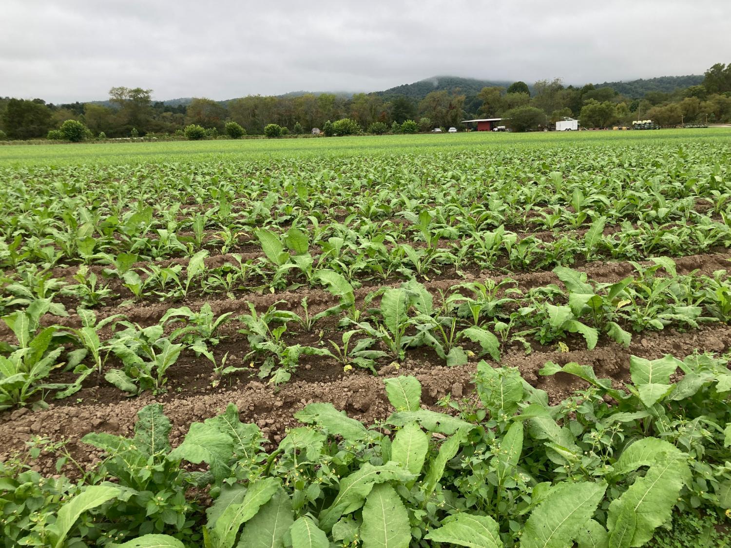 Gaia farm