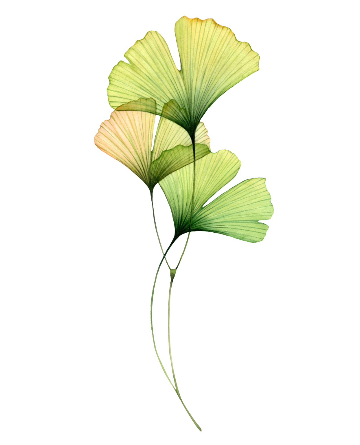 gingko
