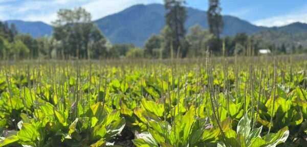 Plantain at Oshala Farm