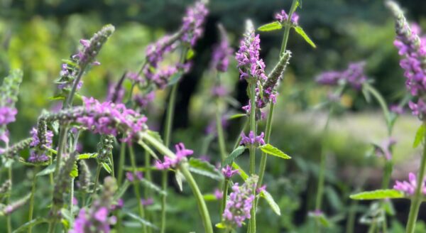 Hyssop at Oshala Farm, Learning Lab