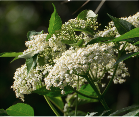 Elder in bloom