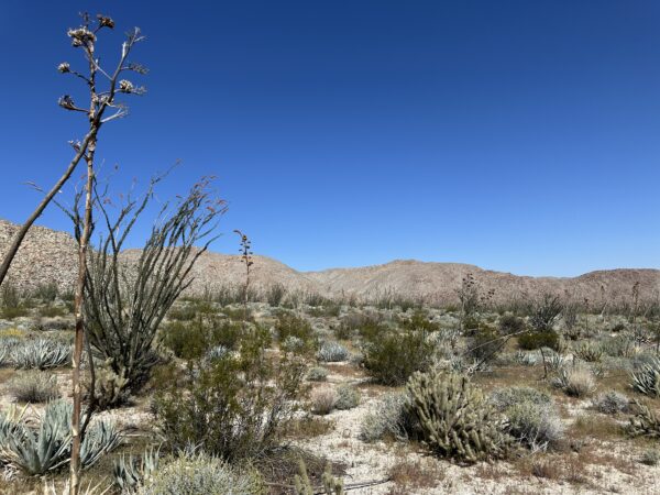 SHI Wilderness Immersion in the desert