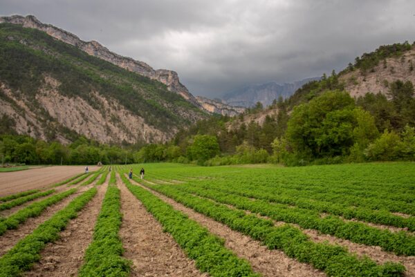 Walking through Manu's lemon balm fields. Photo by Jeff Higley.
