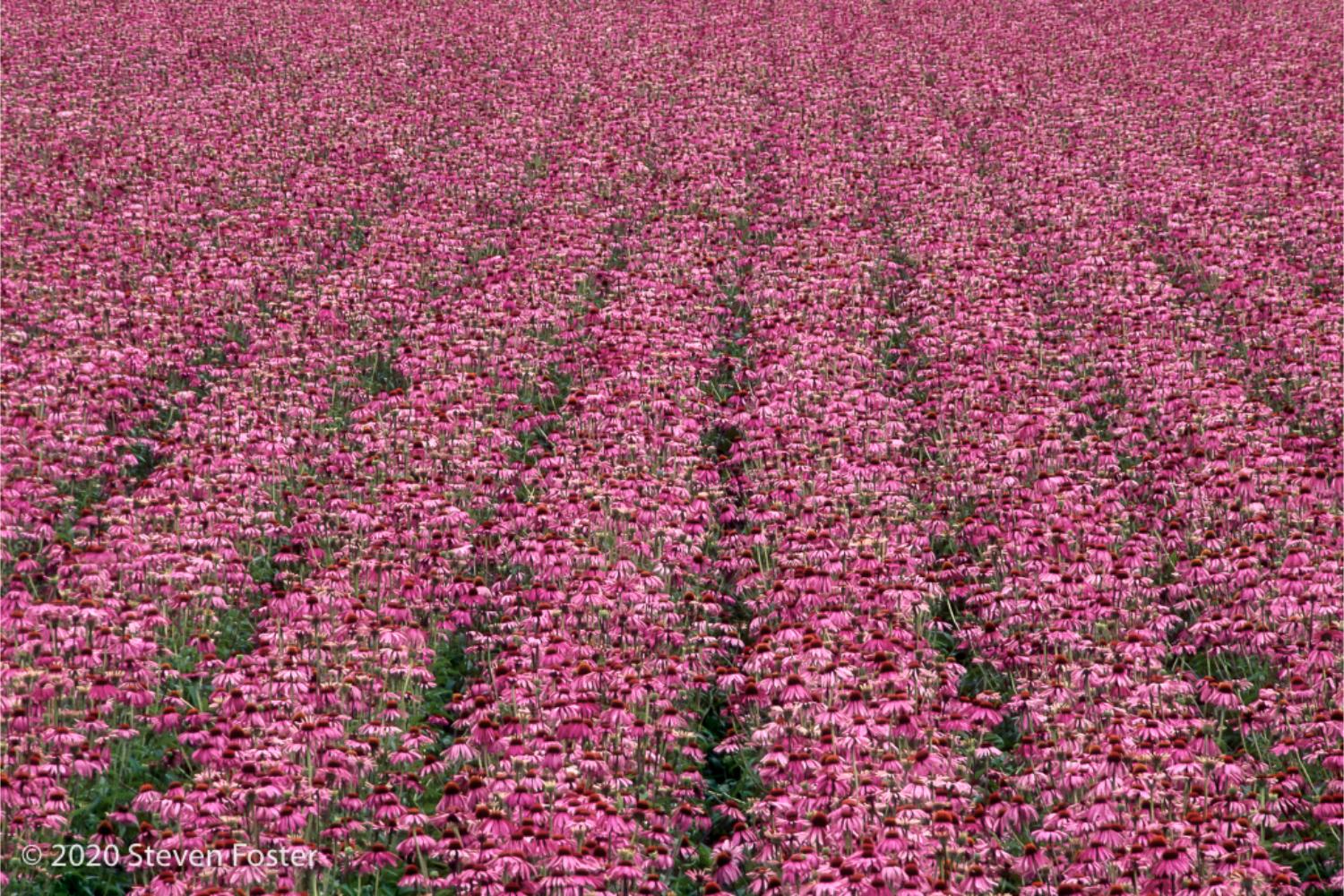 Field of organic Echinacea, by Steven Foster
