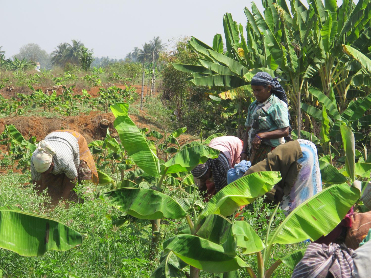 Women weeding, south India.