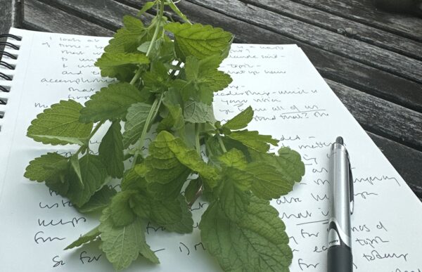Why Plant Journeys Matter at the Sustainable Herbs Initiative