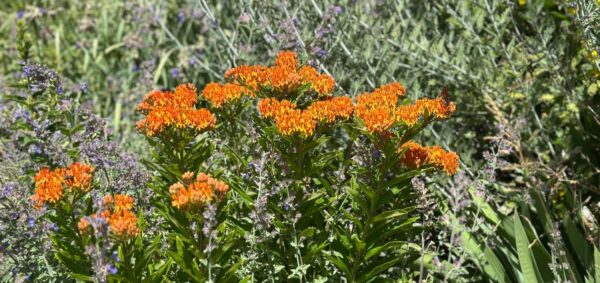 Plants for Learning Lab Announcement